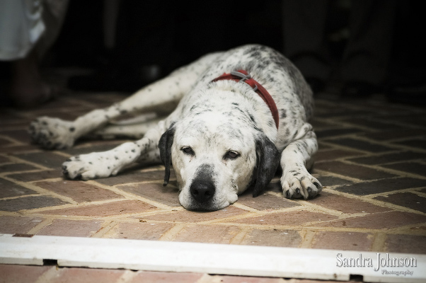 Best Annapolis Wedding Photos - Sandra Johnson (SJFoto.com)